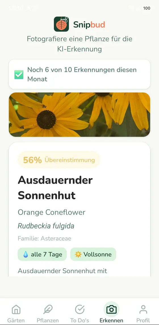 Erkennungsergebnis: Ausdauernder Sonnenhut, Rudbeckia fulgida, mit Gießrhythmus und Standort Vollsonne.